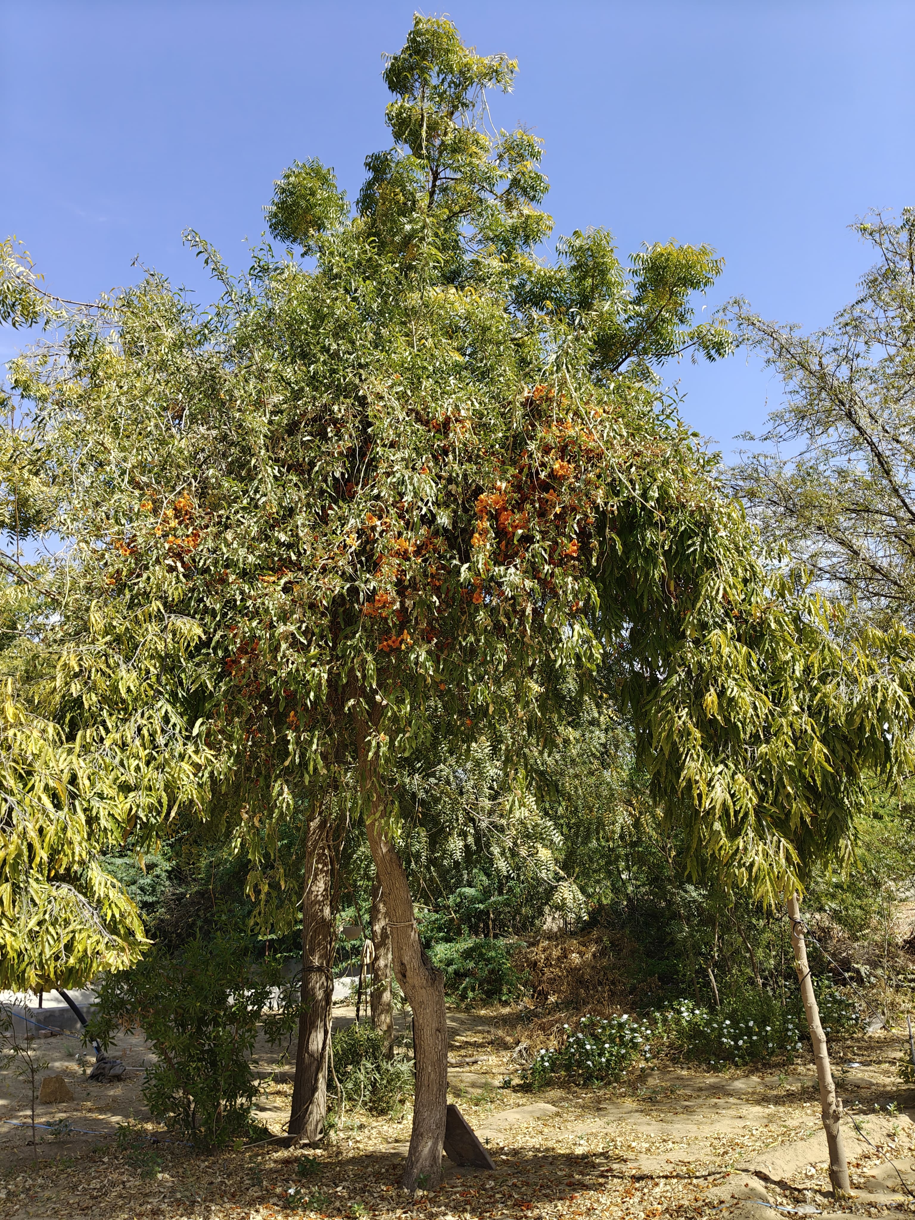 Compensatory Afforestation